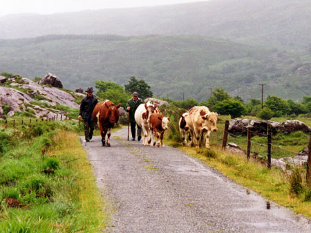 Cows in the road